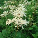 Rodgersia aesculifolia fleur